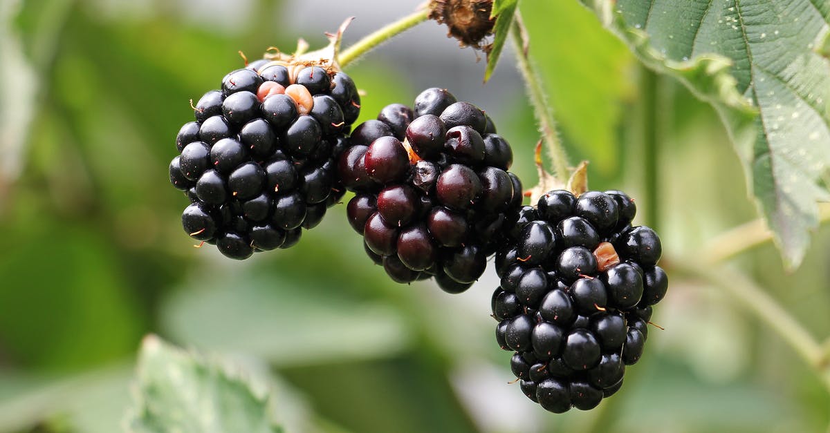 Are hop leaves edible? - Round Black Fruit