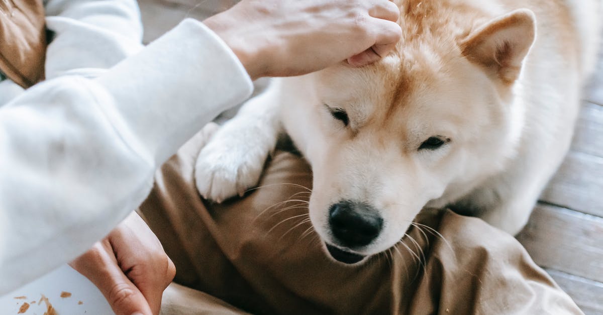 Are insects bought as pet food safe for human consumption? - Adorable dog lying on floor with muzzle on knees of anonymous owner