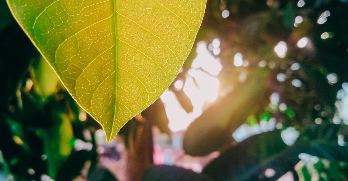 Are large veins in a rhubarb leaf safe to eat? - Green Leaf in Close Up Photography