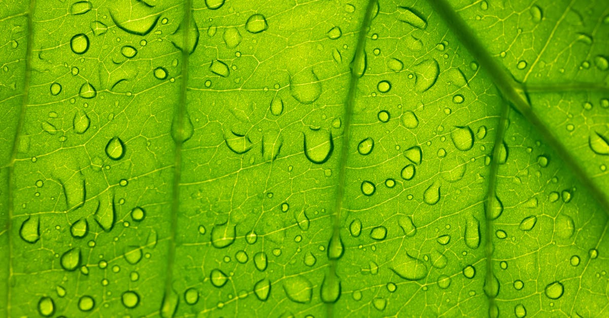 Are large veins in a rhubarb leaf safe to eat? - Water Droplets on Green Leaf