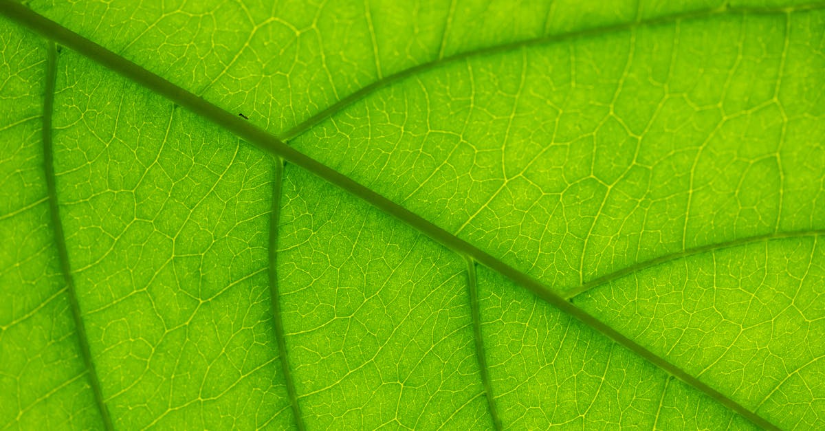 Are large veins in a rhubarb leaf safe to eat? - Macro Photography of Green Leaf