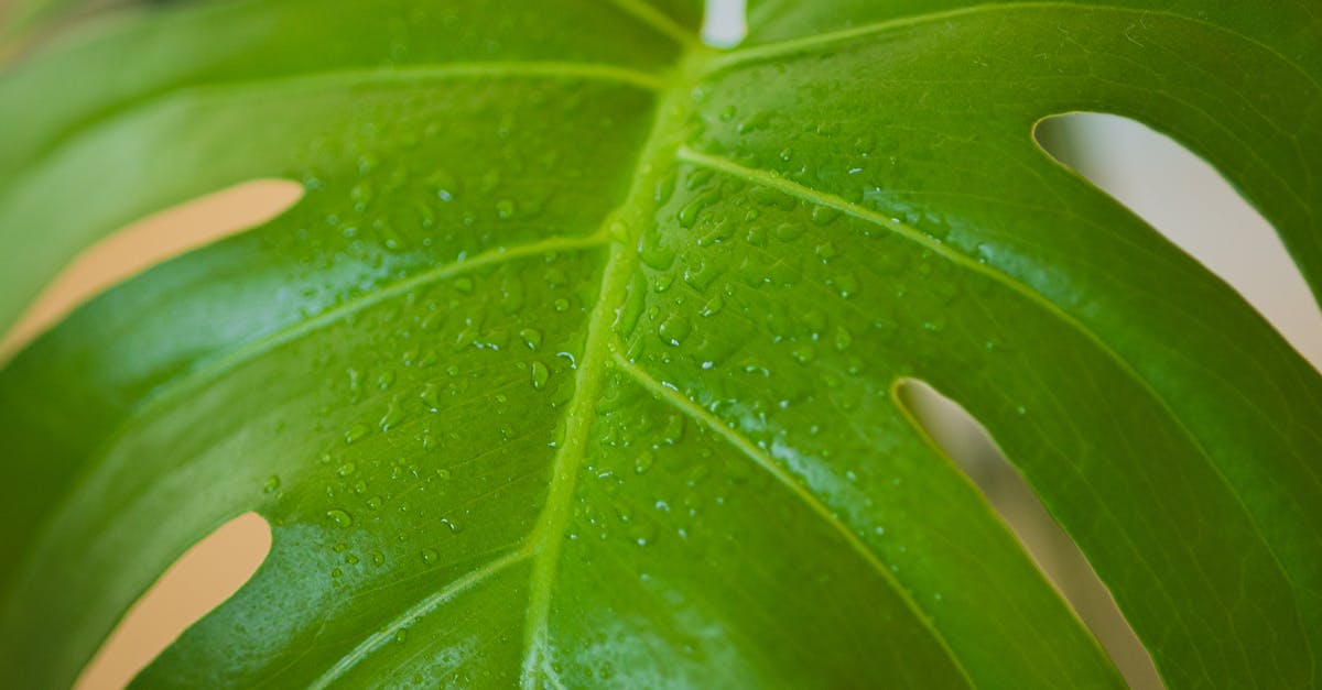 Are large veins in a rhubarb leaf safe to eat? - Wet monstera leaf with water drops