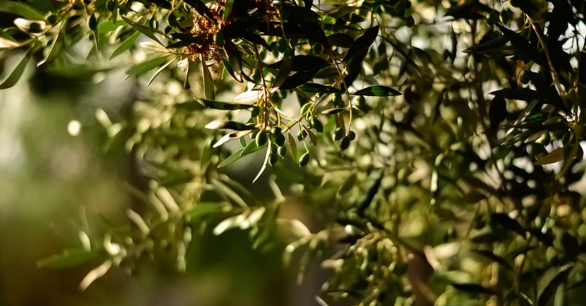 Are olives always salty - Green Leaf Fruit Tree Selective Focal Photo
