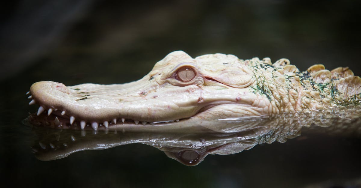 Are rotting potatoes dangerous when coming in contact with skin? - Close Up of Alligator Head