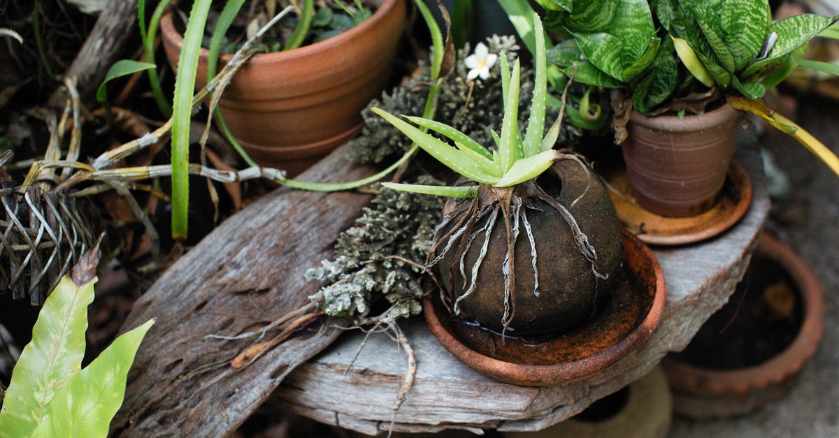 Are screwed on pot handles an indication of quality? - Green Plant on Brown Clay Pot