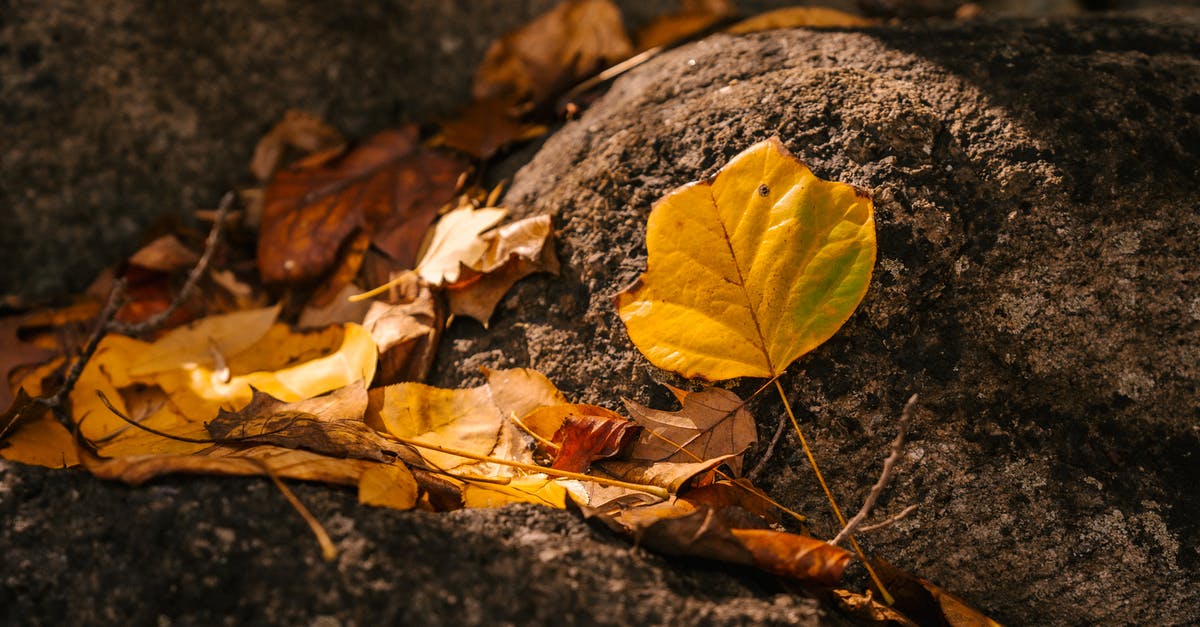 Are soft root vegetables edible? - Autumn leaves on ground in forest