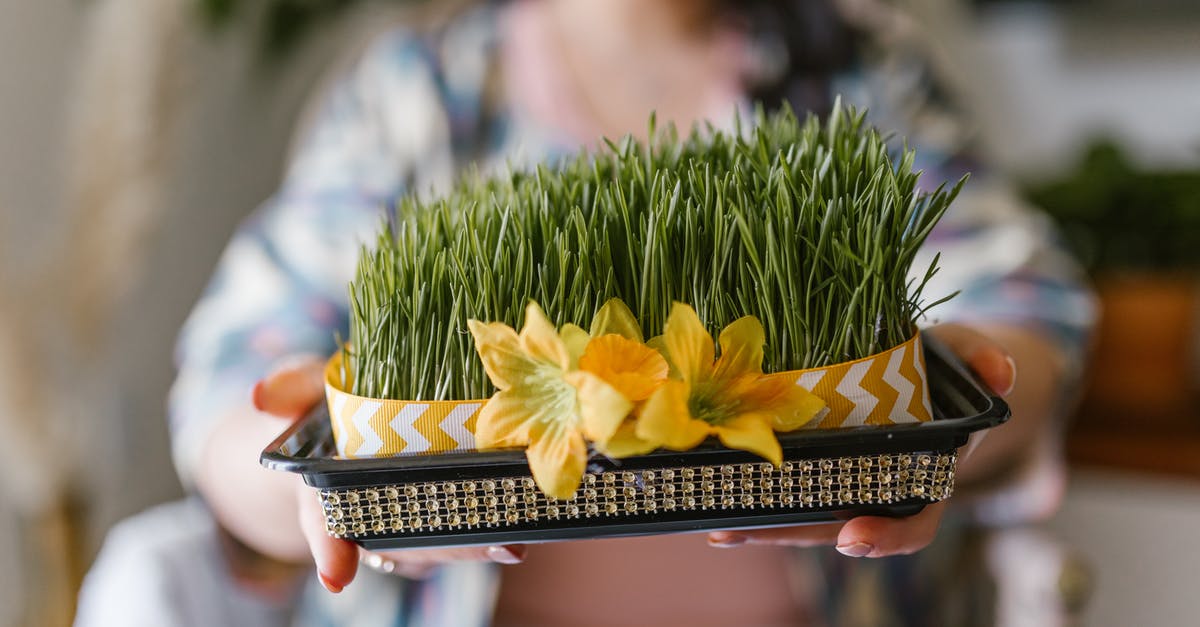 Are sprouting wheat berries safe? - Woman Holding A Box Of Wheat Sprouts