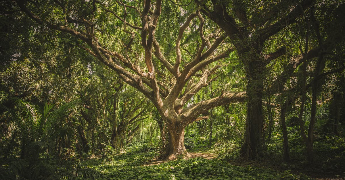 are the larger snails in Hawaii edible? - Green Leafed Tree