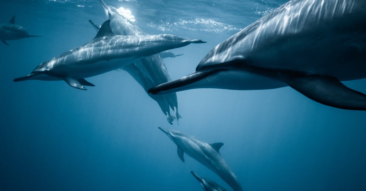 are the larger snails in Hawaii edible? - Photo of Pod of Dolphins