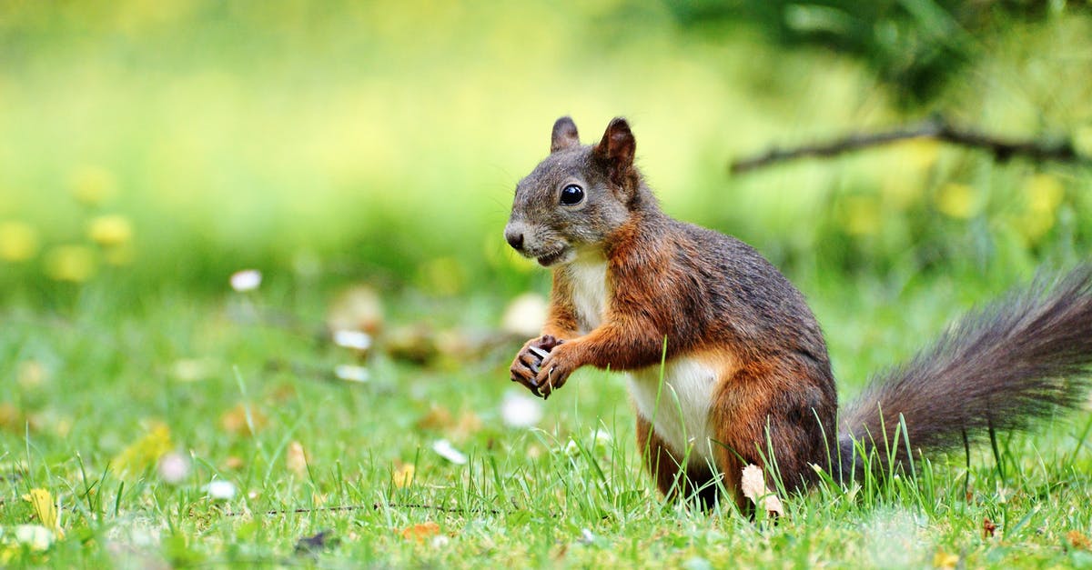Are there any features of cookers that make them rodent resistant? - Squirrel on Grass