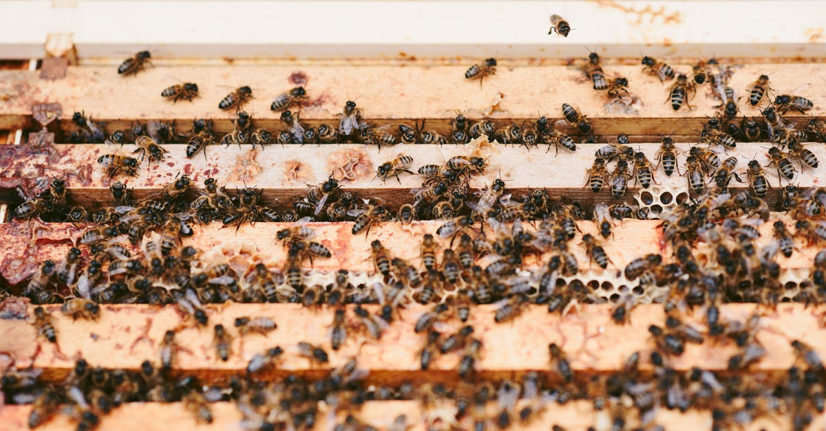 Are there food combinations that are dangerous? - High angle of flack of bees on wooden beehive with honeycombs in apiary