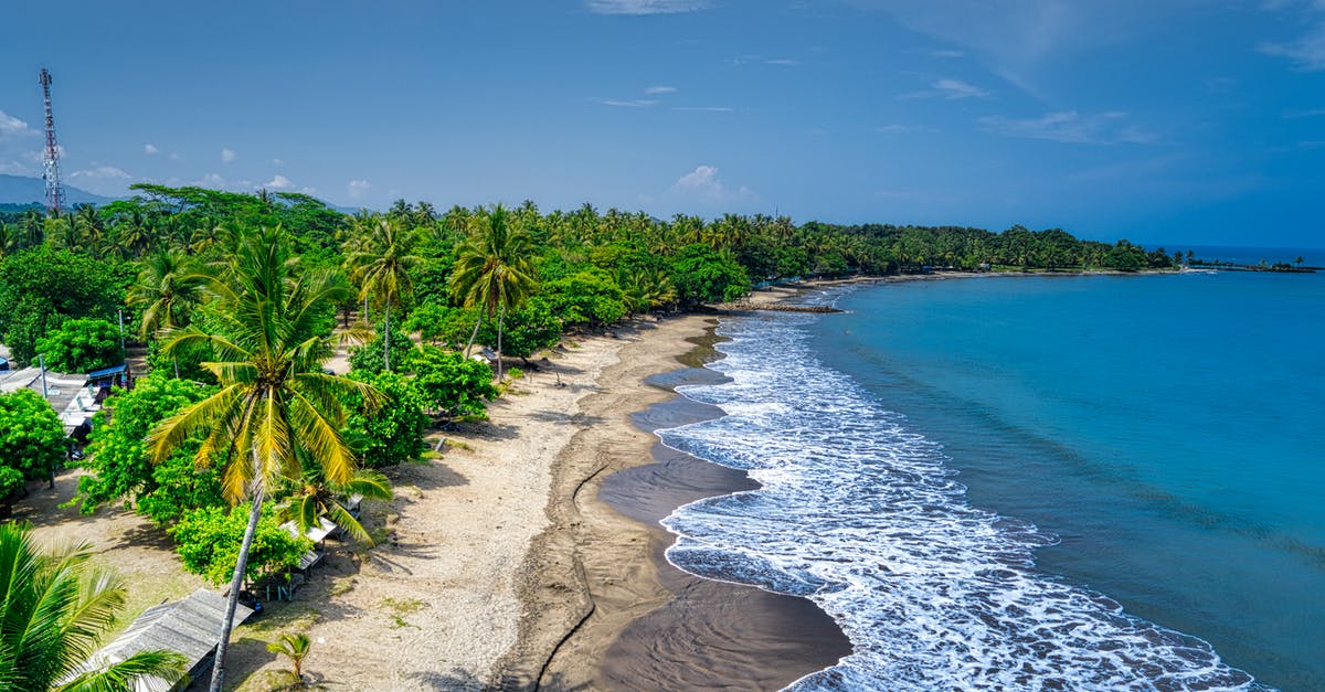 Are these Bay Leaves? - Bird's Eye View Of Seashore During Daytime