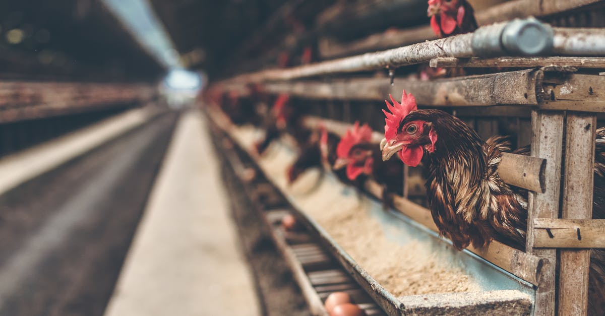 Are these eggs safe to eat? - Rooster in Brown Wooden Coop