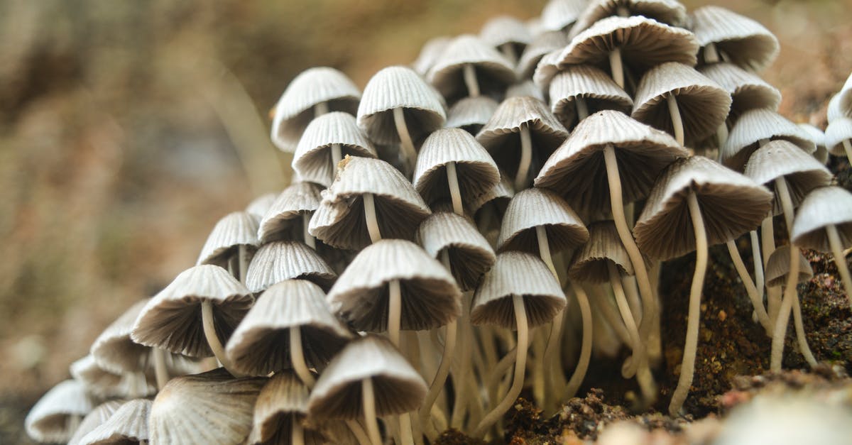 Are these mushrooms still edible? - Closeup Photo of White Mushrooms