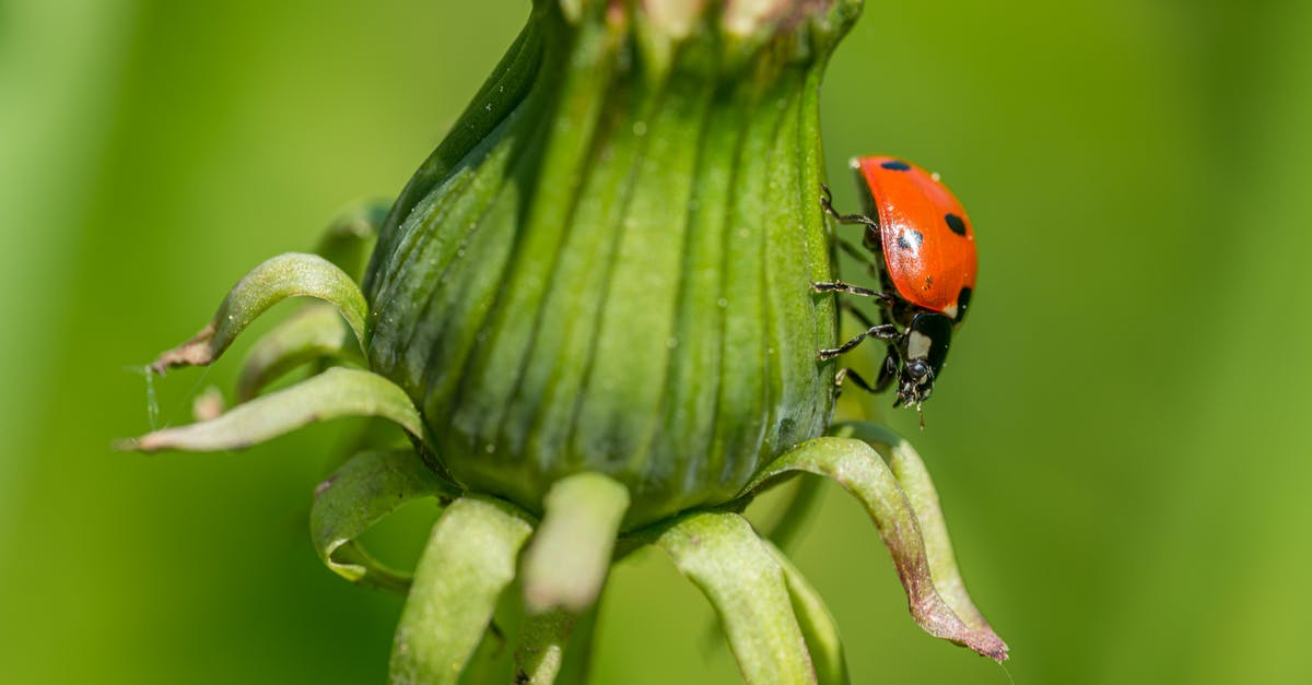 Are these tiny white dots on my bread mold? - Ladybug on Green Flower Bud