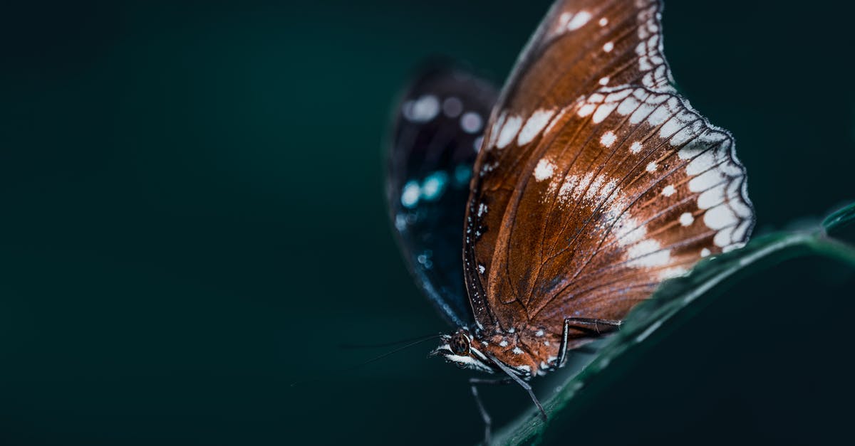 Are these tiny white dots on my bread mold? - Brown butterfly on green leaf