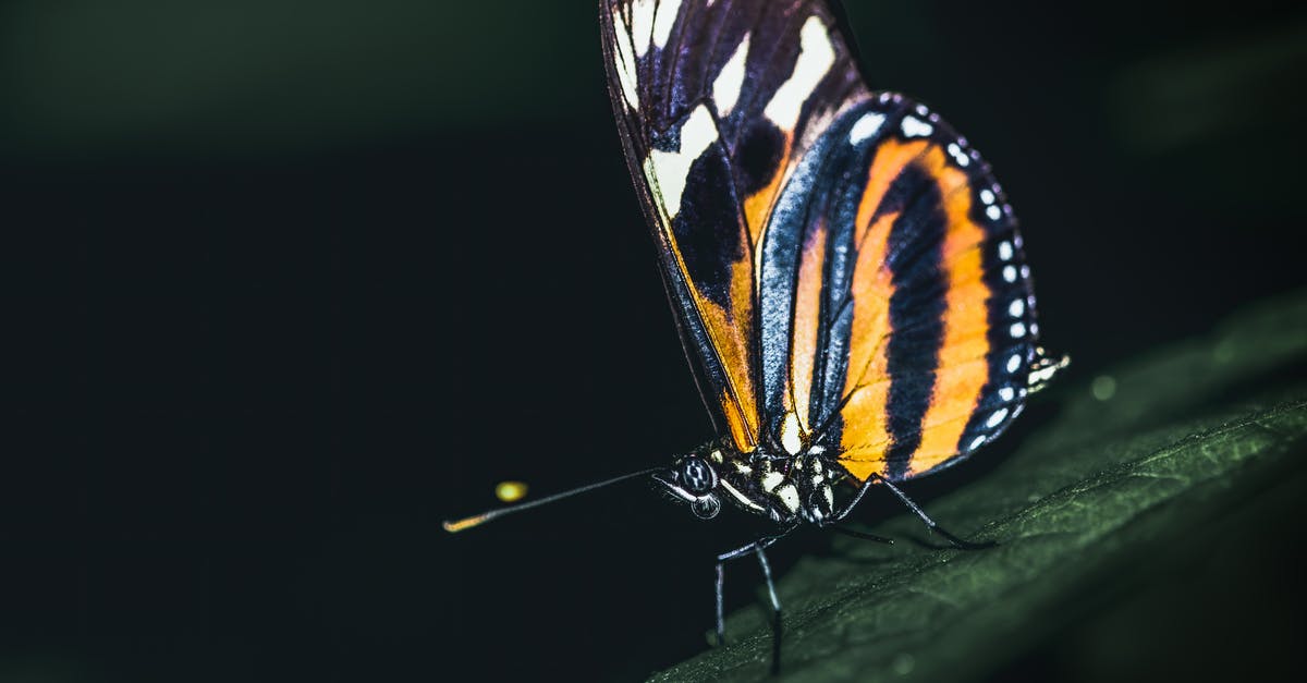 Are these tiny white dots on my bread mold? - Closeup of Lycorea halia butterfly with black and orange wings sitting on green leaf in dark woods