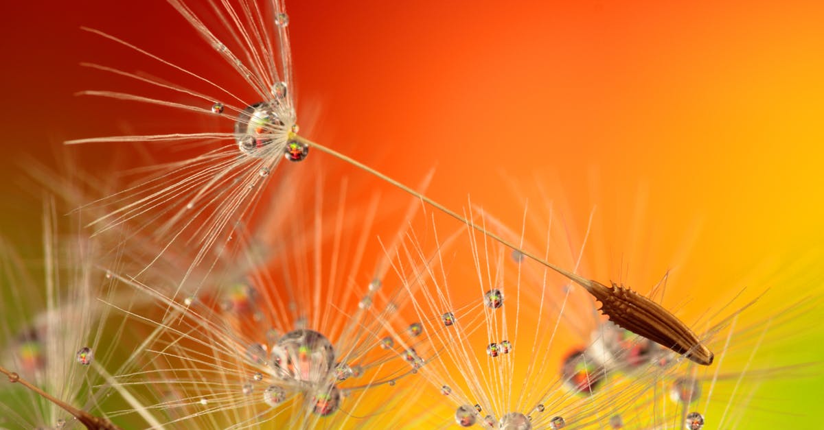 Are these vestigial seeds in a "seedless" orange? - Macro Photography of White Dandelion Flower Seed Heads