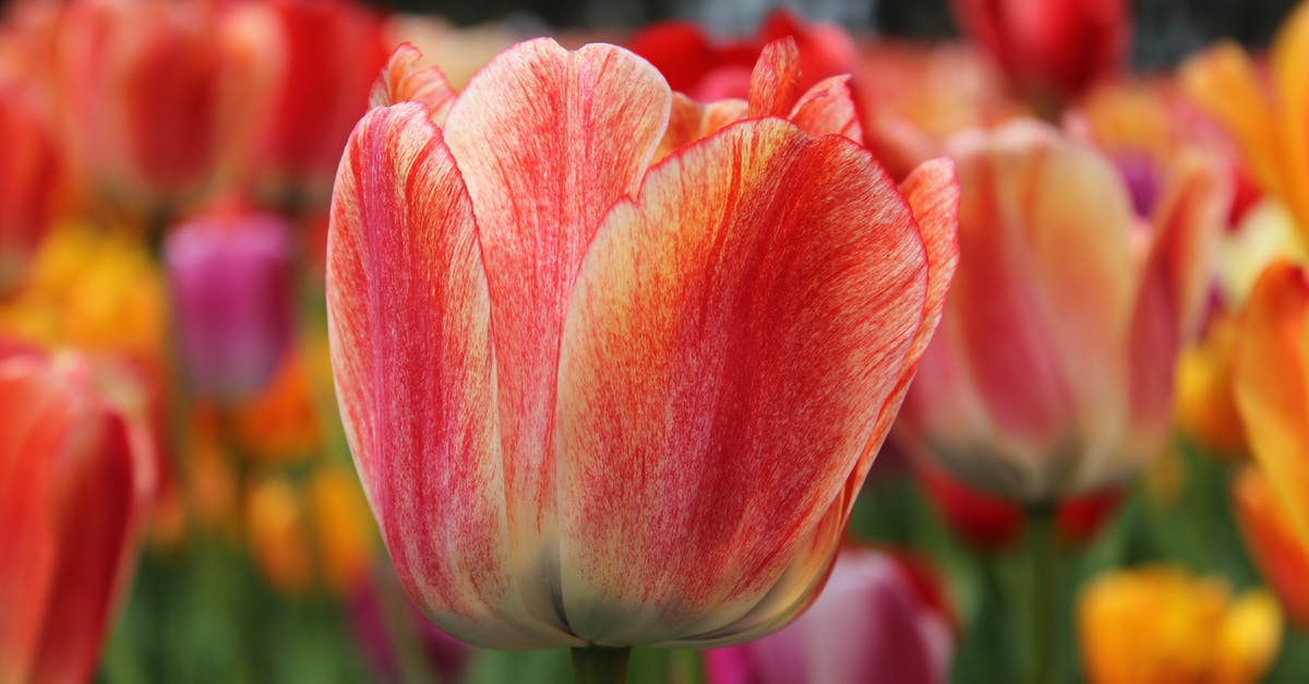 Are tulips edible? - Close-up Photo of Garden Tulips 