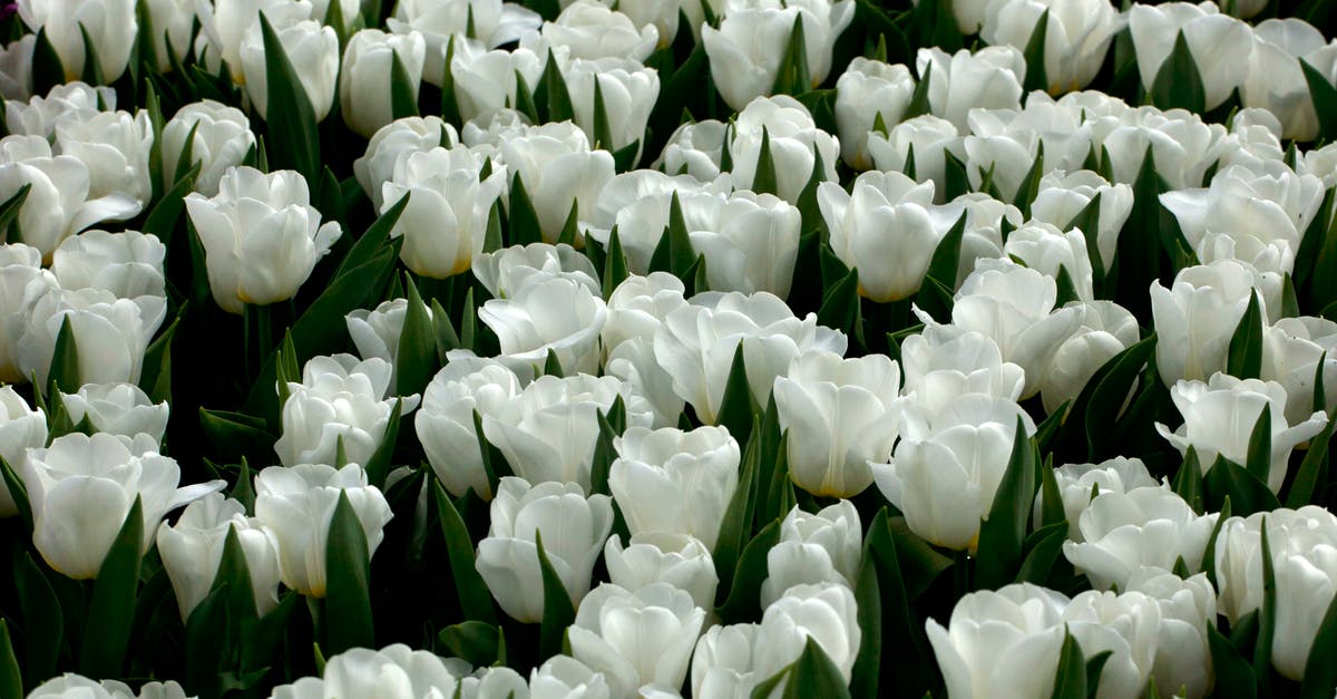 Are tulips edible? - White Tulips in Bloom