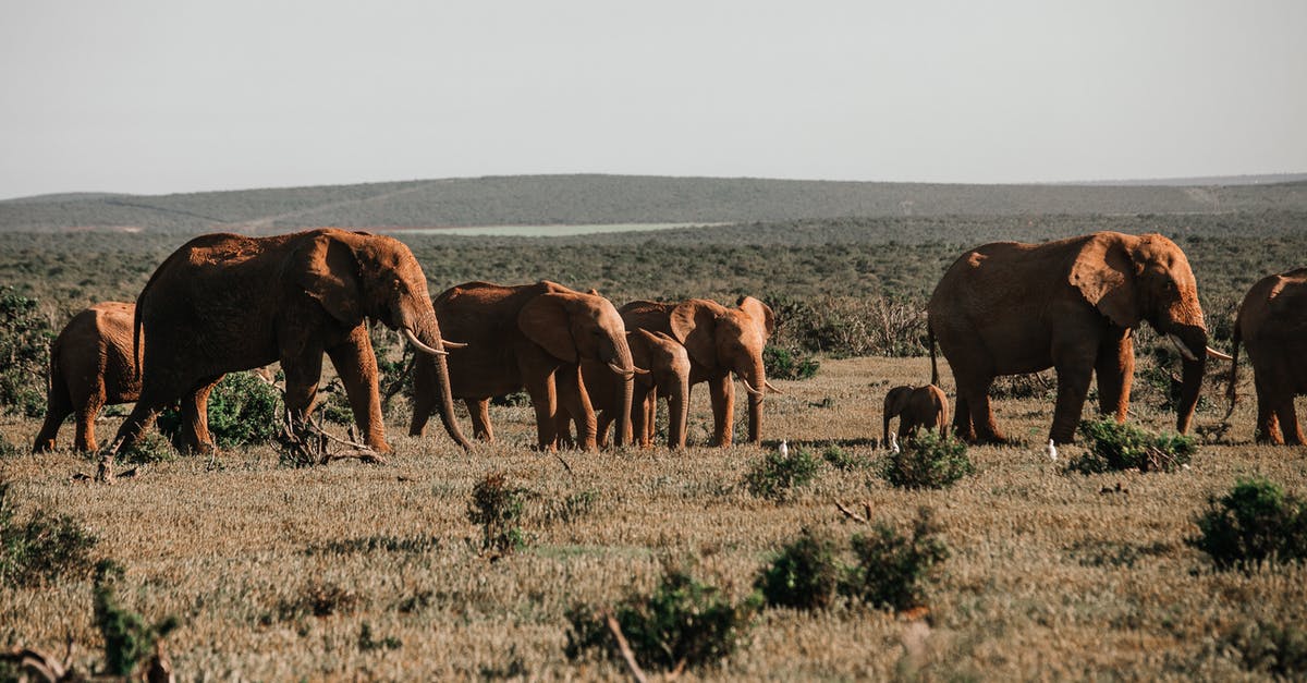 At what point (after clams die) are they ok to eat - Herd of big elephants with pointed tusks feeding on grass meadow against mountain in savanna