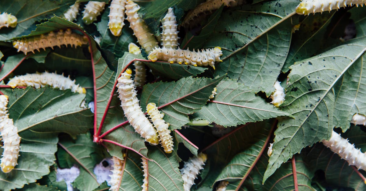 At what point (after clams die) are they ok to eat - From above of flexible similar white caterpillars with barbed bellies eating green pointed leaves with veins on surface in daylight