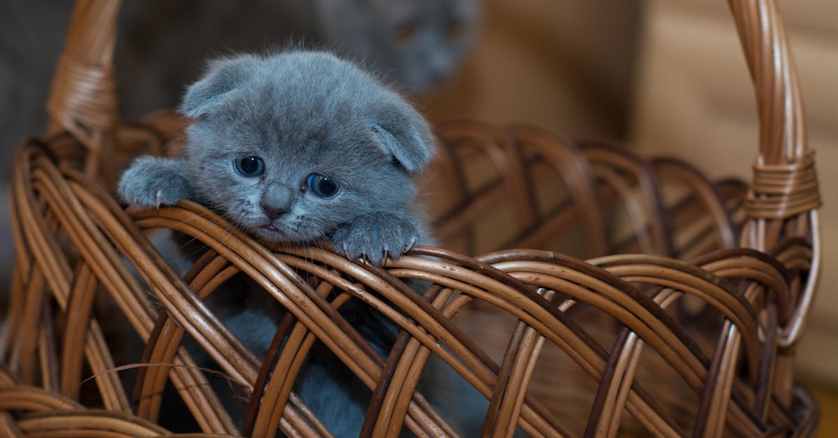 Avocado hard and grey inside - Russian Blue Kitten on Brown Woven Basket