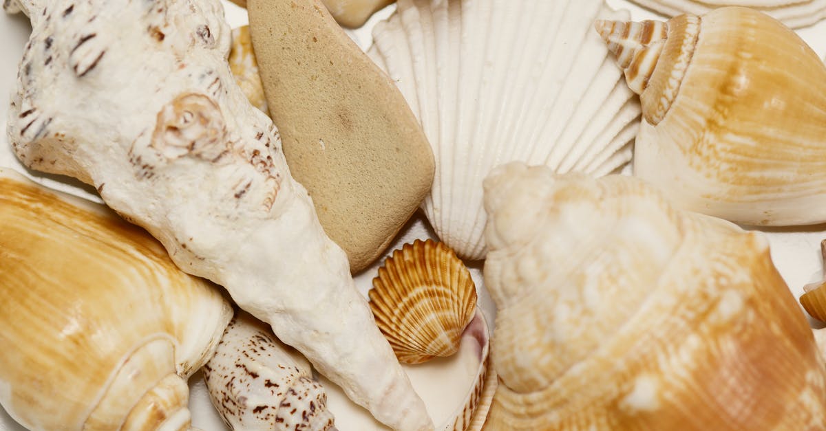 Avoiding gritty cockles - Collection of Assorted Seashells 