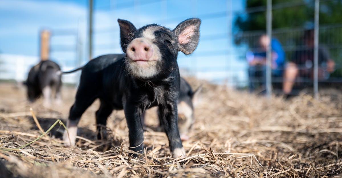 Babi Guling - Balinese Suckling Pig - alternative cuts of pork for it? - Passel of happy little piggies walking together on dry grass in farm enclosure on sunny weather Babi Guling - Balinese Suckling Pig - alternative cuts of pork for it? - Passel of happy little piggies walking together on dry grass in farm enclosure on sunny weather