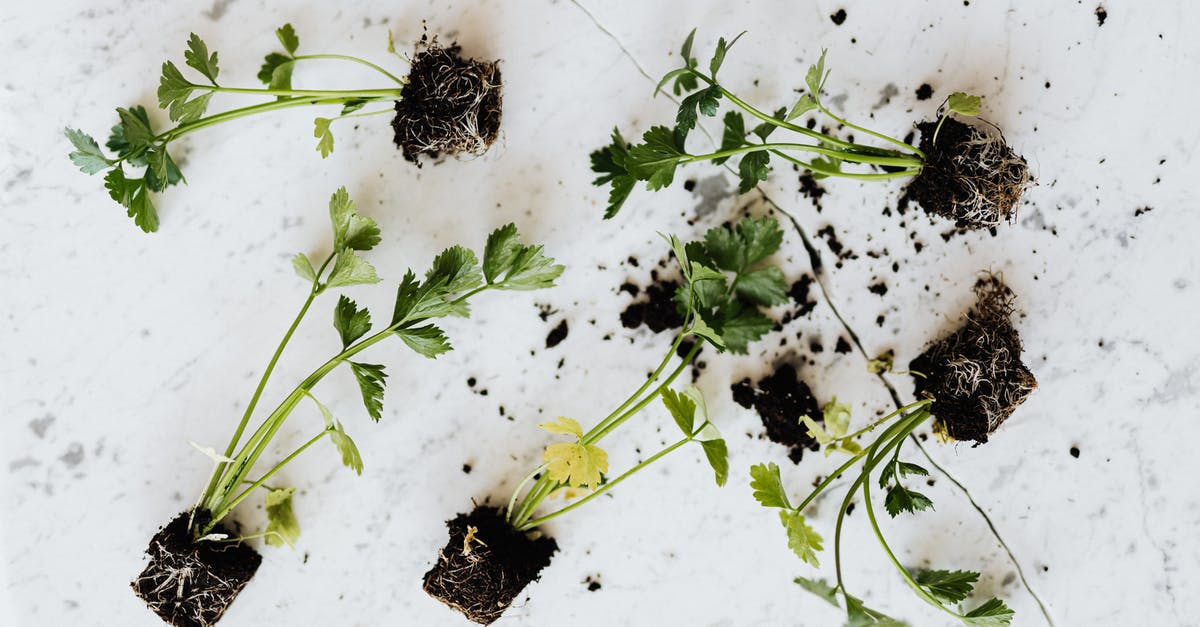 Baby parsnips vs. parsley root - From above of small fresh parsley sprouts with soil on roots placed on white marble surface waiting for planting or healthy food adding