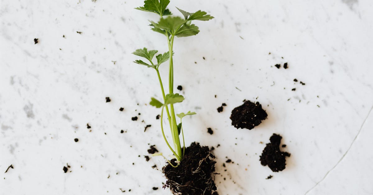 Baby parsnips vs. parsley root - From above of small fresh parsley sprout with soil on roots placed on white marble surface waiting for planting or healthy dish adding