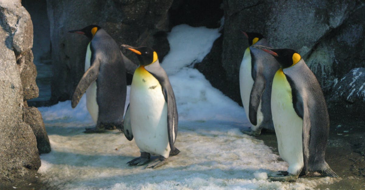 Bake wings frozen or thawed? - Four King Penguins