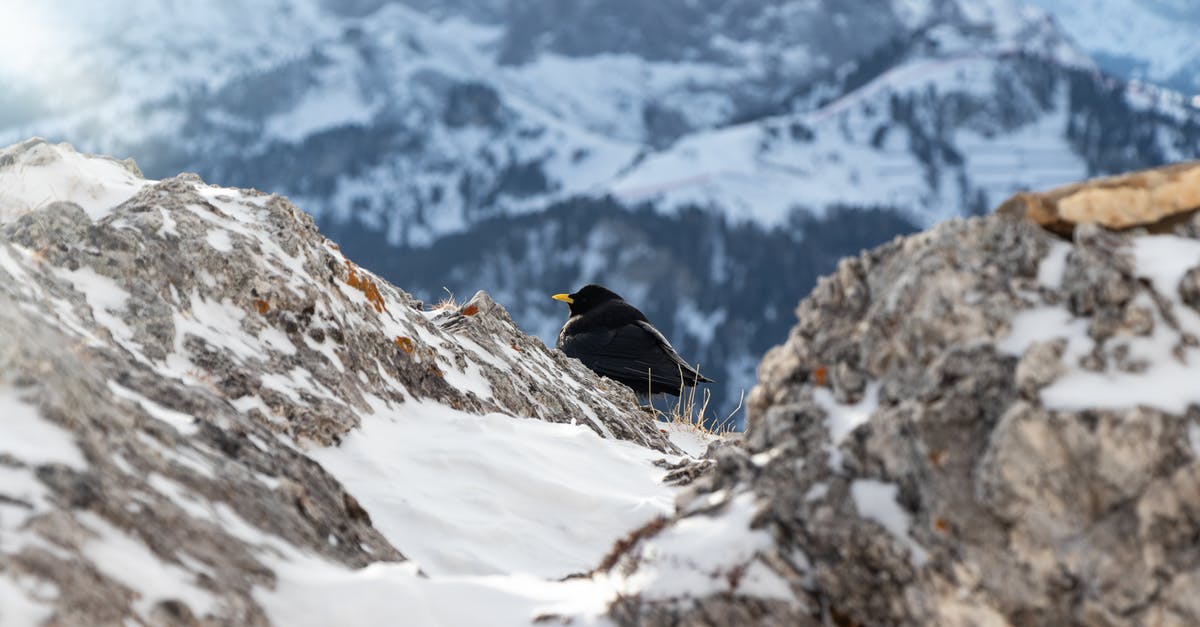 Bake wings frozen or thawed? - Focus Photography of Black Bird Near Mountain Cliff