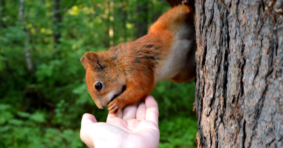 Baking granbarksost (spruce bark cheese) (Brie) with little mould - Squirrel Biting Person's Hand