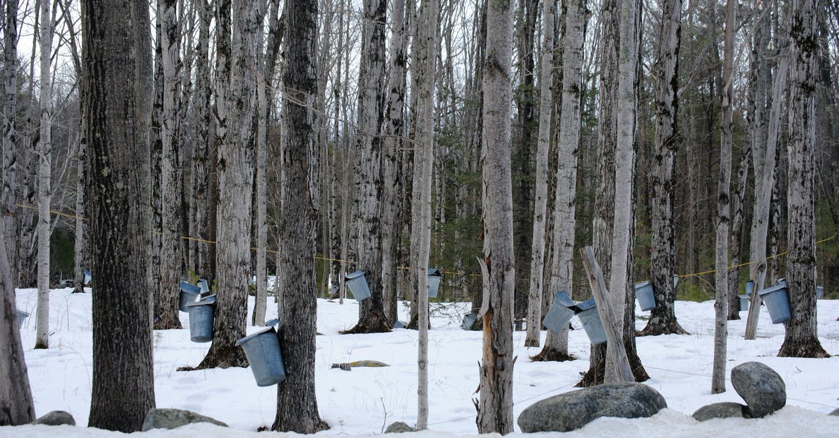 Baking maple syrup on cold smoked almonds - Maple forest with buckets attached to trees in winter