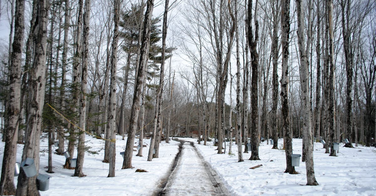 Baking maple syrup on cold smoked almonds - Rural road through winter maple forest with buckets on trunks