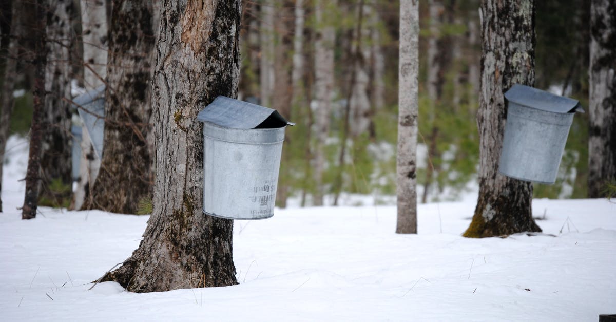 Baking maple syrup on cold smoked almonds - Metal buckets attached on maple trees trunks for sap collection in snowy winter forest