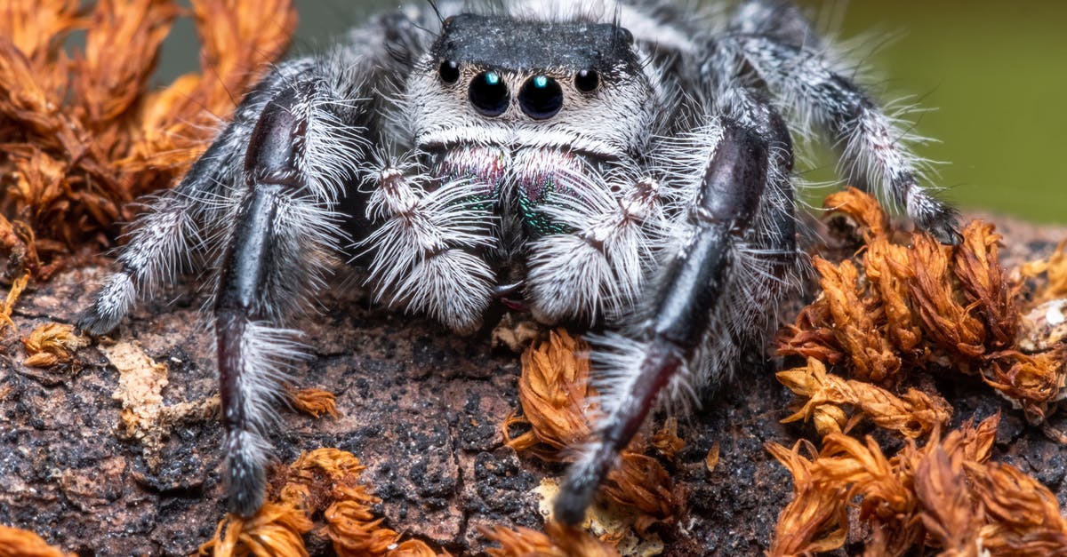 Balancing Deep-Fried Tarantula Spider with chili sauce [closed] - Close-Up Photo of Spider