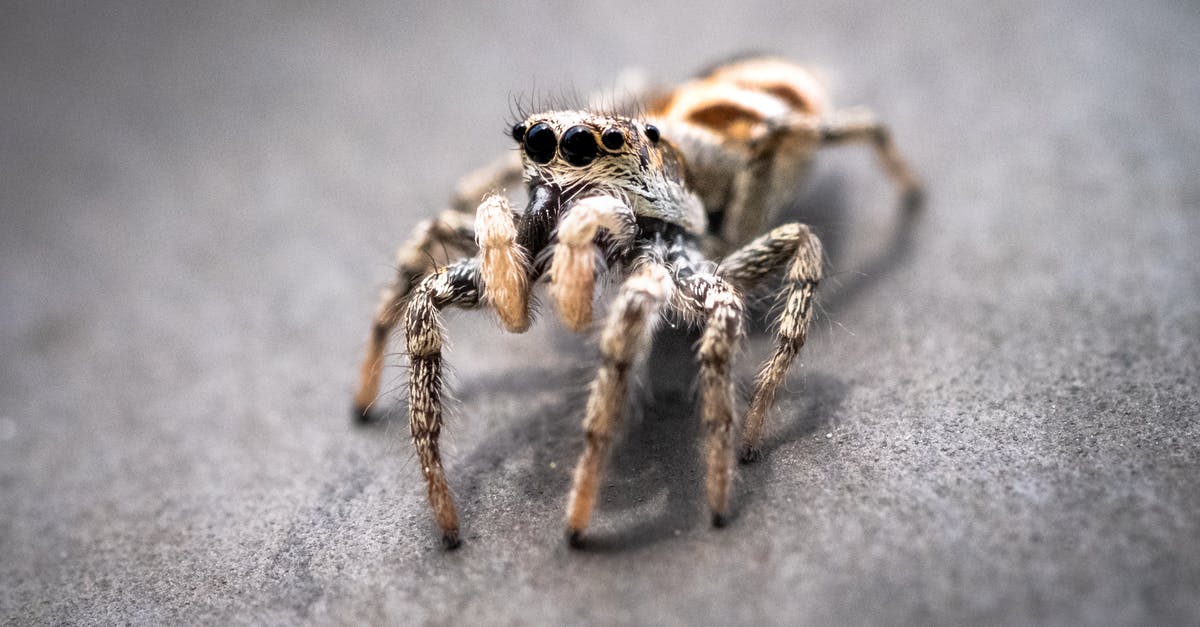 Balancing Deep-Fried Tarantula Spider with chili sauce [closed] - Brown Spider on Gray Textile