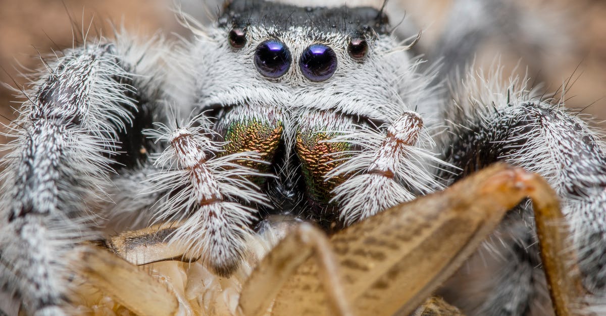 Balancing Deep-Fried Tarantula Spider with chili sauce [closed] - Macro Photography of Gray Spider