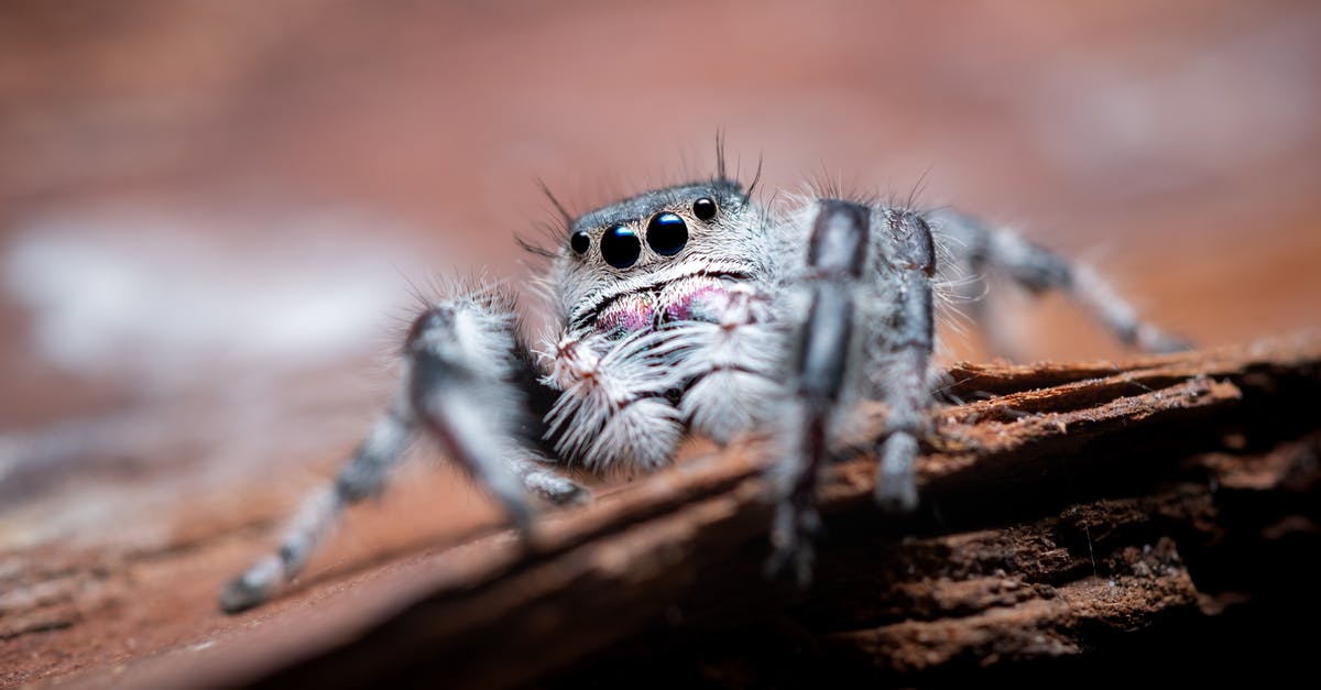 Balancing Deep-Fried Tarantula Spider with chili sauce [closed] - Close-Up Photo of Spider on Brown Wooden Surface