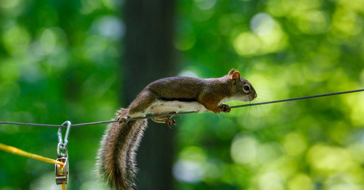 Balancing Flavours - Brown Squirrel on Brown Wooden Stick