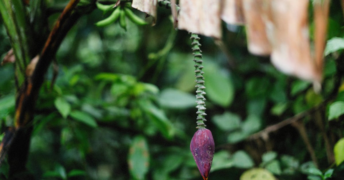 Banana blossoms versus bean sprouts - The Purple Flower of a Banana Tree 