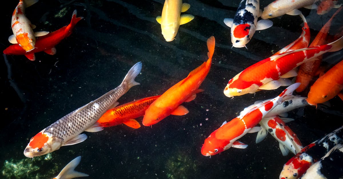 Bananas - too many - so how can I preserve them? - From above school of koi carps with bright orange and yellow scales swimming in clear pond with seaweed in nature