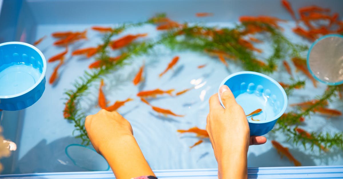 Basil - to wash or not to wash? Best practices? - High angle faceless friends catching small orange aquarium fish from plastic basin to put in clean fishbowl