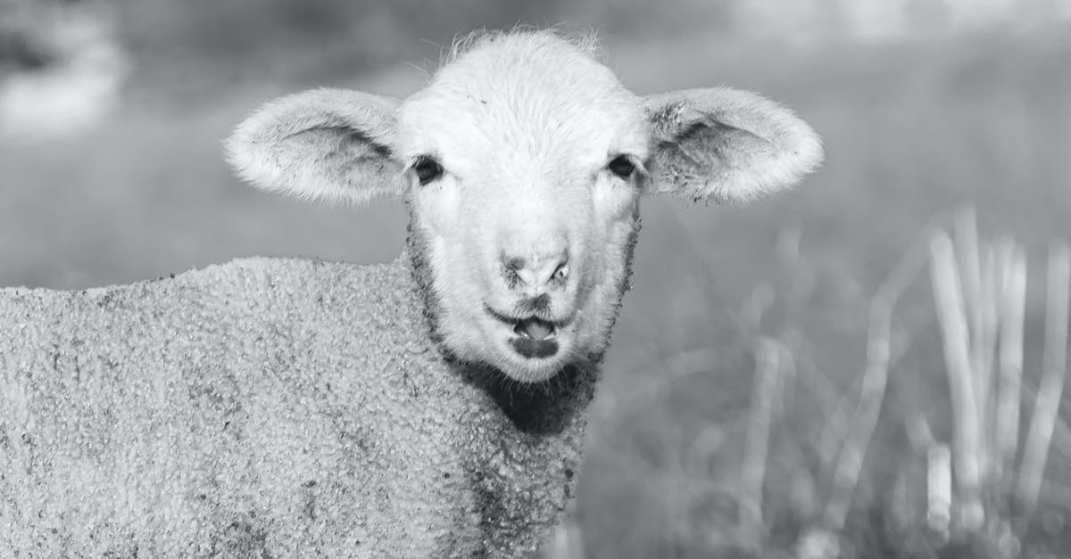 Bean substitute for lamb in moussaka? - Grayscale Photo of Sheep on Grass Field