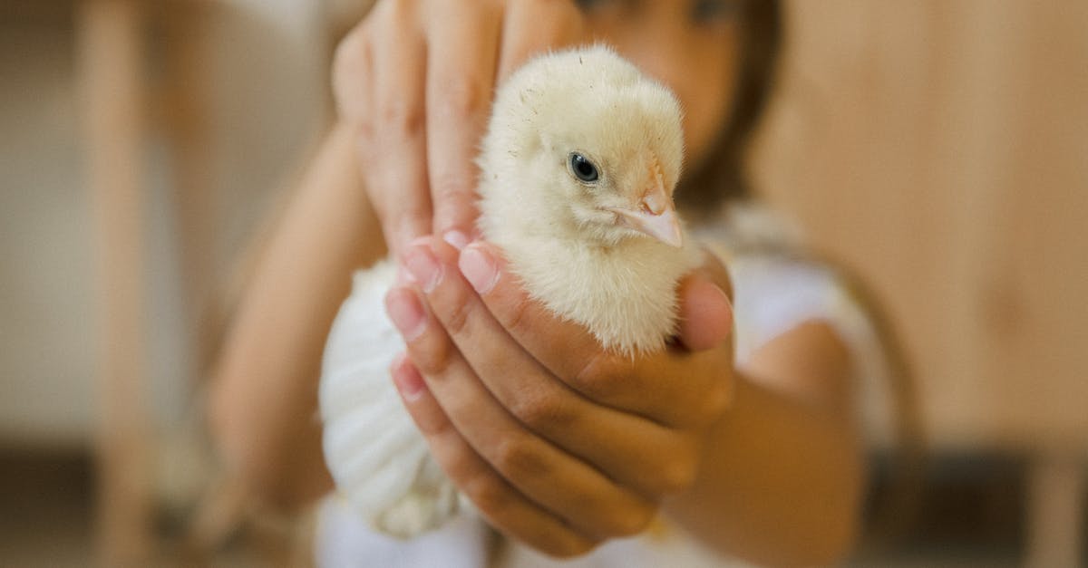 Beans, bacon, and chicken [closed] - Person Holding White Chick