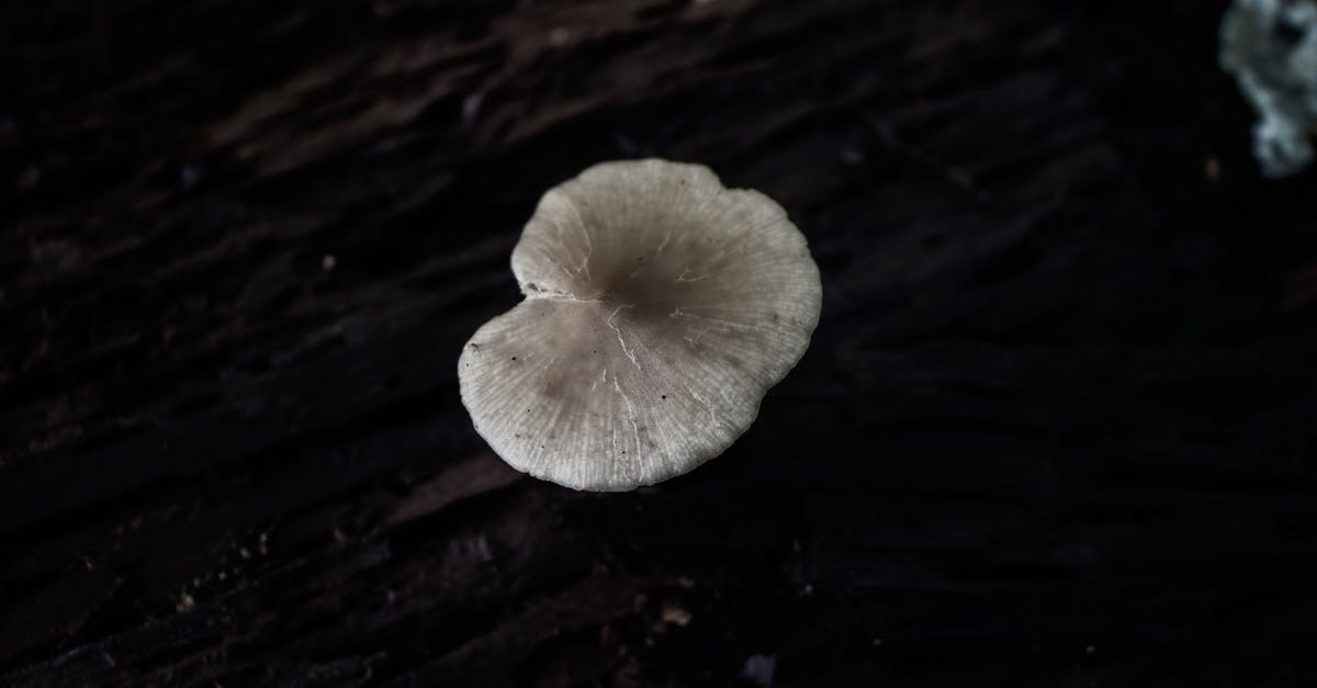 Beets have a fungus - Free stock photo of black amp white, cap, close-up