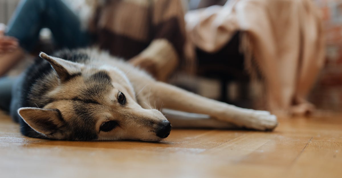 Beets too big for quality? - Brown and Black Dog Lying on Floor