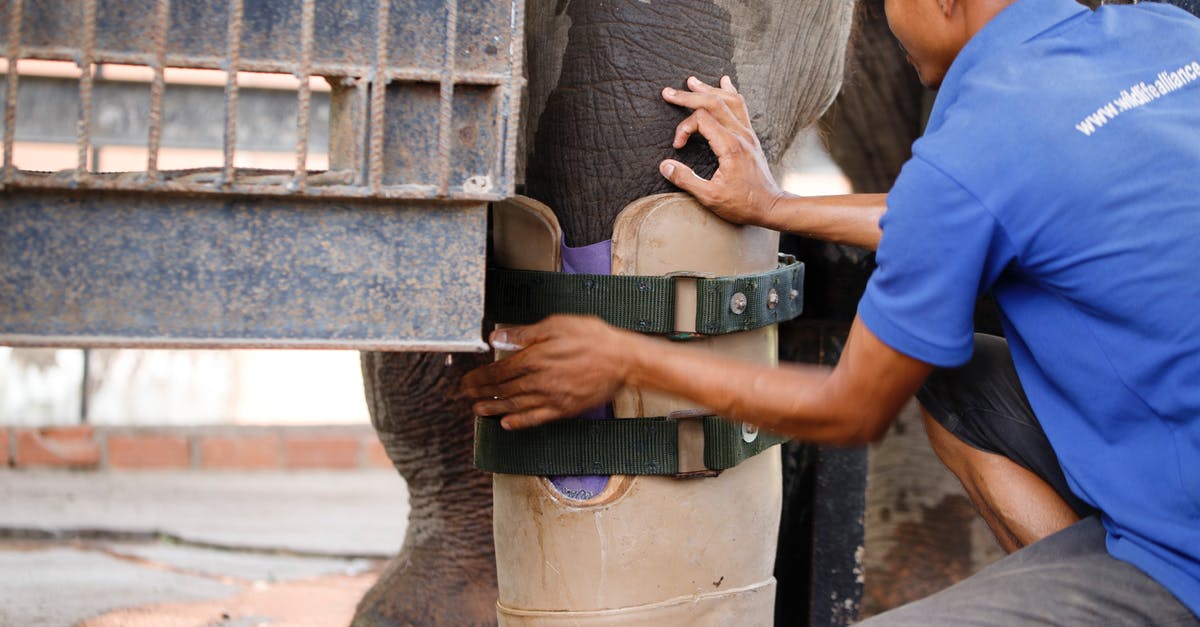 Beets too big for quality? - Free stock photo of adult, asian elephant, cambodia